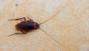 Soak a cotton ball in essential oil and leave it near insect infested areas to drive roaches away. How To Get A Cockroach Out Of Hiding And Kill Them 3 Easy Ways