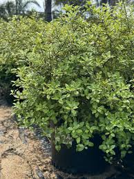 Image result for Pittosporum