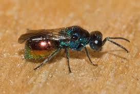 Image result for Pseudocyclosorus