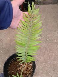 Image result for Encephalartos ngoyanus