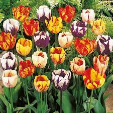Pin By Ivana Grujic On Flowers Types Of Tulips Tulips Bulb Flowers