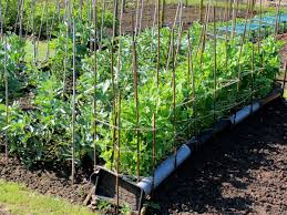 Pod size 5 to 6 inches; Growing Beans Bush And Pole Thriftyfun