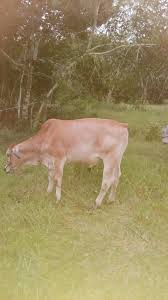 Ptpa.. Baka torio 4 sale Sawang maria