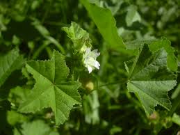 Image result for Malvaceae subfamily Bombacoideae