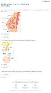 Get answers to your questions to help educate you about breastfeeding so that you can naturally feed your baby most effectively. Quiz Worksheet Overview Of Lactation Breastfeeding Study Com