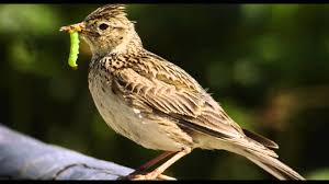 Sound Of Birds Chirping In The Morning Mp3 Free Download Skylark Bird Call Bird Song Youtube
