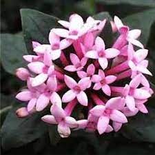 Bouvardia Pink White Red Diy Wedding Flowers Flower Guide Wedding Flowers