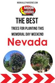 Moon valley nurseries offers a wide variety of trees and plants, some of which are only available in specific regions. 17 Palm Trees Moon Valley Nurseries Ideas In 2021 Valley Nursery Palm Trees Resort Style