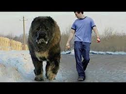 Biggest Dog Found On Earth Caucasian Shepherd Kangal Pitbull Rottweiler German Shepherd Caucasian Shepherd Big Dogs Dogs