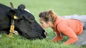 When you first buy cattle, they will be babies and cannot yet produce milk. Is Cow Hugging The World S New Wellness Trend Bbc Travel