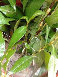 1 1.kenali diri sendiri melalui visualisasi dan indra penglihatan. Tanam Kesum Ada Banyak Teknik Pilih Je Mana Cara Yang Suka Keluarga