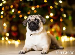 Contact massachusetts pug breeders near you using our free pug breeder search below is a sample search of our pug breeders with puppies for sale. Pug Puppies For Sale In Utah Ut Purebred Pugs Puppy Joy