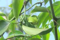 Image result for Artabotrys hexapetalus