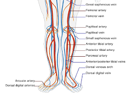 Anatomy Bony Pelvis And Lower Limb Foot Veins Article