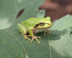 Japanese Tree Frog Tree Frogs Japanese Tree Weird Animals