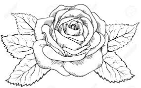 Schone Rose Im Stil Von Schwarz Und Weiss Gezeichnet Viele Gemeinsamkeiten In Dem Profil Des Kunstlers Zeichnen Bleistift Einfach Blumenzeichnung Rose Zeichnung
