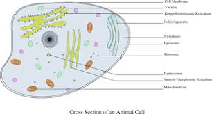 We did not find results for: Eukaryotic Cells Definition Lesson For Kids Video Lesson Transcript Study Com