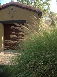 Morning Light Maiden Grass Has Green Blades And Highlights Of Creamy White Margins And Midveins Creating A Ornamental Grasses Monrovia Plants Planting Flowers