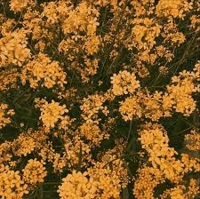 Yellow Flowers Aesthetic Yellow Flowers Aesthetic The Post Yellow Flowers Aesthetic Appeared First On In 2020 Yellow Aesthetic Flower Aesthetic Hufflepuff Aesthetic
