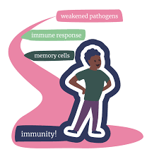 The pfizer vaccine is given as 2 doses 21 days apart. How Do Vaccines Work Learn With A New Lifeology Flashcard Course Lifeology