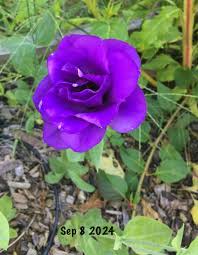 Image result for eustoma lisianthus in garden