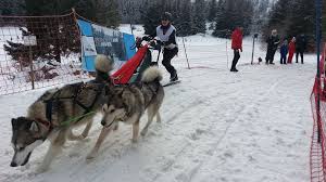 Nous proposons des sorties en « nordikart » (hors neige ) ou en traîneau ( avec neige ) tiré par nos chiens nordiques ! Les Chiens De Traineaux Font Le Spectacle Ce Week End Au Lac Blanc En Alsace