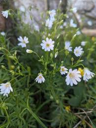 Image result for Stellaria sennii