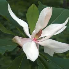 Image result for Pupalia grandiflora