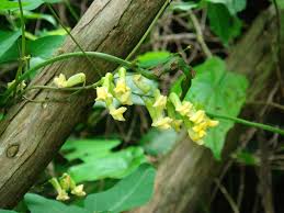 Image result for Dumasia