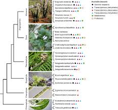 Image result for Xerophyta schlechteri