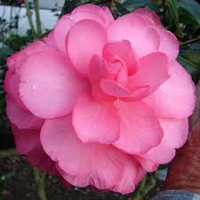 Dobro Camellia Reticulata Flowers Camellia Flower Photos