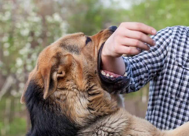 What Happens When Your Dog Bites Someone&mdash;And What Steps To Take - Animal  Medical Hospital & Urgent Care