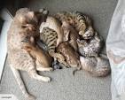 Pedigree cats | Cats & Kittens for Sale - Gumtree