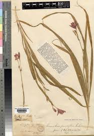 Image result for Freesia grandiflora