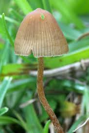 Los hongos que las causan prosperan en áreas húmedas y cálidas. Psilocybe Mexicana Wikipedia La Enciclopedia Libre