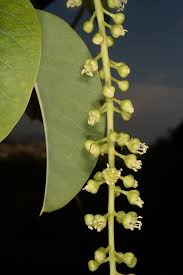 Image result for Phytolacca dioica