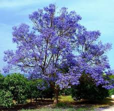Image result for Jacaranda mimosifolia