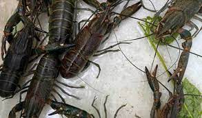 Rasanya hampir sama debgan dengan lobster laut. Berapa Harga Jual Lobster Air Tawar Dipasaran Aplikasi Pertanian Media Agribisnis Gdm Agri