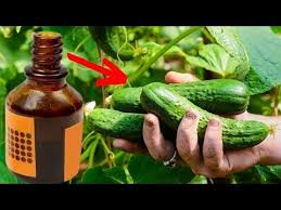 сад огород своими руками огурцы от а до я Ogurcy Zheltet Ne Budut Do Oseni I Obilno Plodonosyat Bez Ostanovki Podkormite Ih Letom Youtube V 2020 G Ogorodnichestvo Sadovye Idei Sadovodstvo