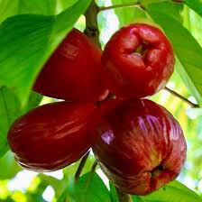 Image result for Syzygium jambos