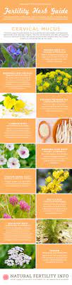 Fertility Herb Guide: Cervical Mucus
