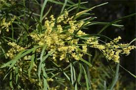 Image result for Acacia montigena