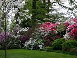 Beautiful Privacy Landscaping Ranging From Tall Trees To A Mixed Hedge Of Large Flowering Shrubs An Privacy Landscaping Landscaping Shrubs Backyard Landscaping