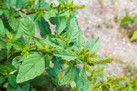 Pigweed is the common name for several closely related summer annuals that have become major weeds of vegetable and row crops throughout the united states and much of the world. Is Pigweed Edible Learn About Using Pigweed Plants In The Garden