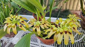 Image result for Bulbophyllum josephi