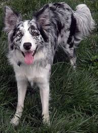 Australian Shepherd Border Collie Black And Brown 3 Blue Merle Currently There Are Two Different Genetic Versions Of The Blue Merle The Dog That Border Collie Blue Merle Beautiful Dogs Border Collie Merle