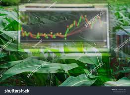 Corn Crop Field Season And Computer Screen Of Technical