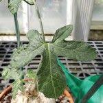 Image result for Coccinia mildbraedii