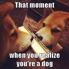 I Has A Hotdog Mirror Funny Dog Pictures Dog Memes Puppy Pictures Pictures Of Dogs Dog Pictures Funny Pictures Of Dogs Dog Memes Puppy Pictures Doge Cheezburger