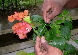 Disamping itu beragam warna bunganya yang paling ceria pasti menambahkan keelokan pada tanaman bonsai yang dibikin. Cara Mudah Stek Tanaman Bunga Kertas Bagi Pemula